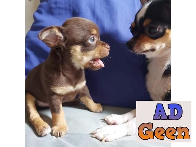 used Chihuahua Dogs Puppy For Sale Trust Dogs Kennel for sale 